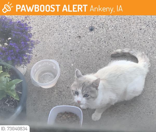 Found/Stray Unknown Cat last seen NW College Ave and nw 4th, Ankeny, IA 50023