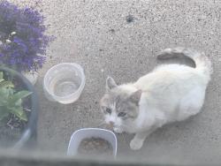 Found/Stray Unknown Cat last seen NW College Ave and nw 4th, Ankeny, IA 50023
