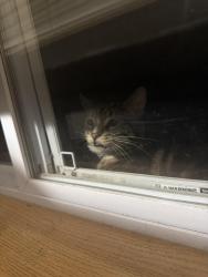 Found/Stray Unknown Cat last seen Near green st, Racine, WI 53402