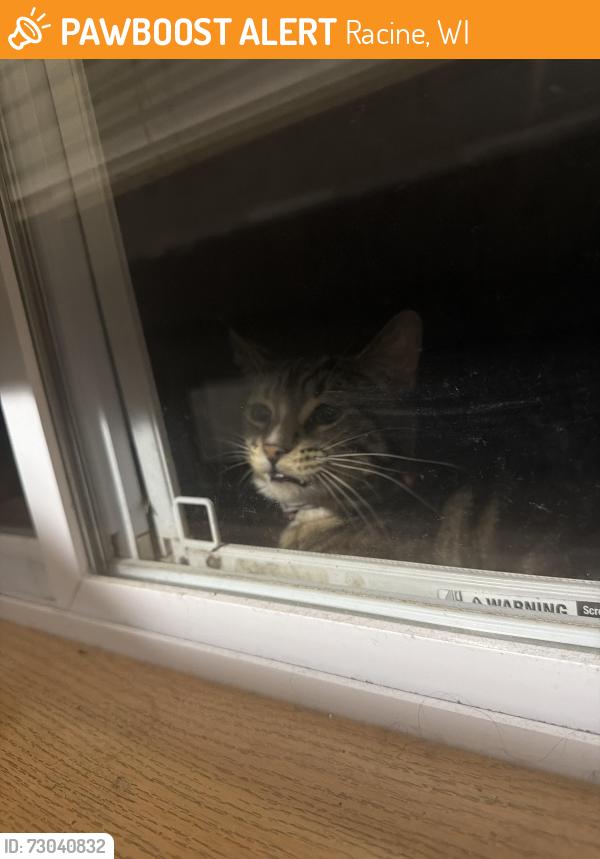 Found/Stray Unknown Cat last seen Near green st, Racine, WI 53402