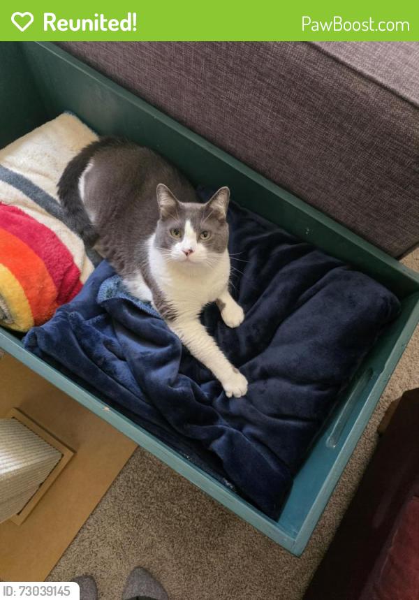 Reunited Male Cat last seen Near willow springs apmts , Puyallup, WA 98374