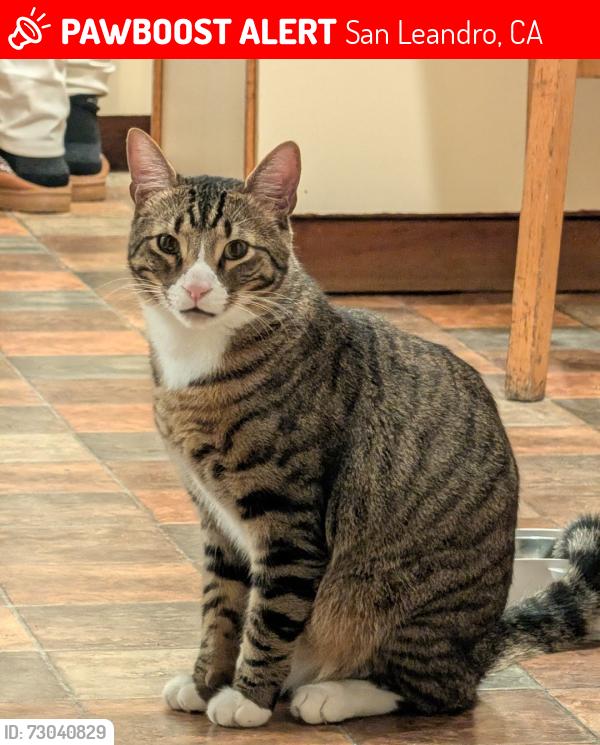 Lost Male Cat last seen Darius way and Howe drive, San Leandro, CA 94578