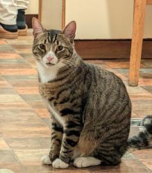 Lost Male Cat last seen Darius way and Howe drive, San Leandro, CA 94578