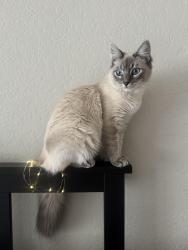 Lost Female Cat last seen Hollyoak , Aliso Viejo, CA 92656