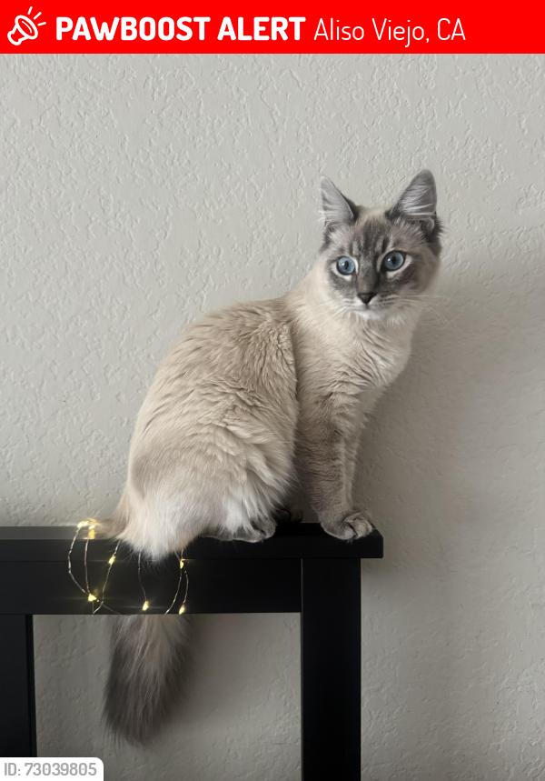 Lost Female Cat last seen Hollyoak , Aliso Viejo, CA 92656