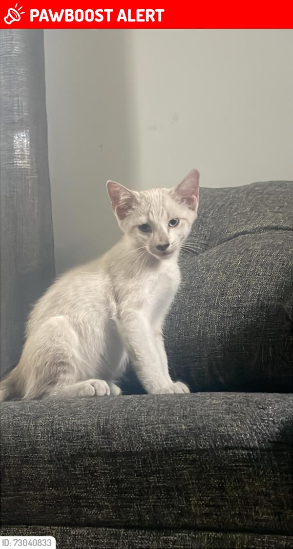 Lost Female Cat last seen Calle Fénix contra esquina con Guayacan, Ciudad Apodaca, N.L. 66612