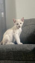Lost Female Cat last seen Calle Fénix contra esquina con Guayacan, Ciudad Apodaca, N.L. 66612