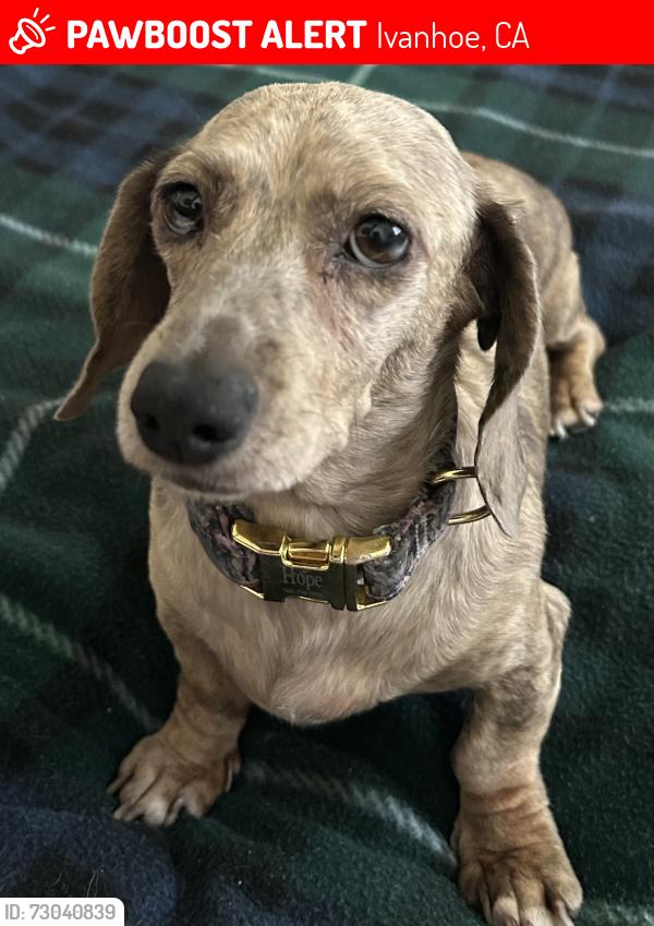 Lost Female Dog last seen Rd 156 and Ave 330, Ivanhoe, CA 93235