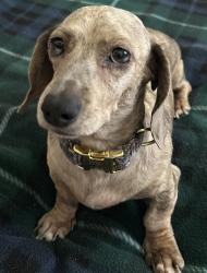 Lost Female Dog last seen Rd 156 and Ave 330, Ivanhoe, CA 93235