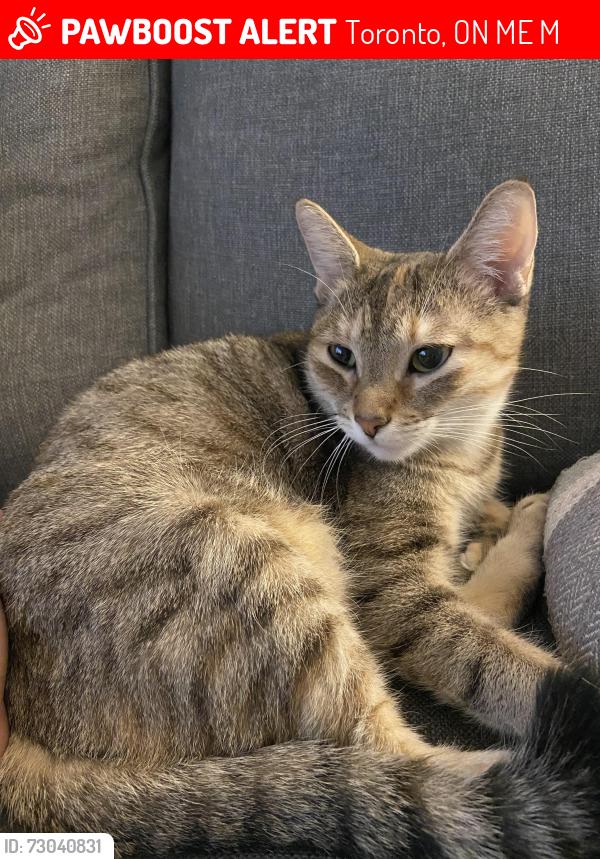 Lost Female Cat last seen Galloway road , Toronto, ON M1E 2M9