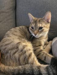 Lost Female Cat last seen Galloway road , Toronto, ON M1E 2M9