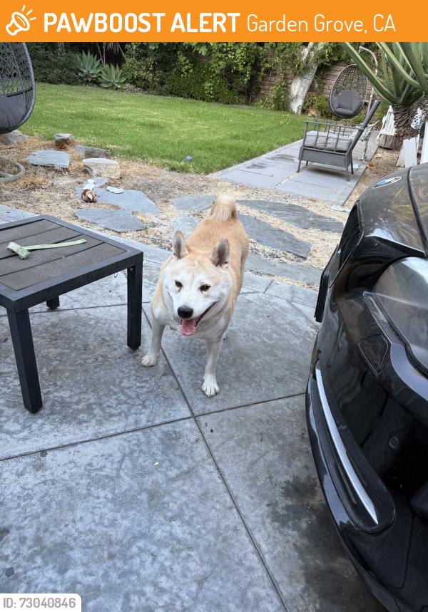 Found/Stray Male Dog last seen Volkwood St & Lampson, Garden Grove, CA 92840