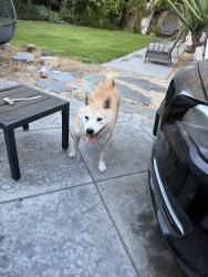 Found/Stray Male Dog last seen Volkwood St & Lampson, Garden Grove, CA 92840