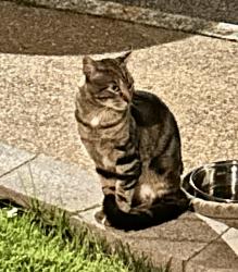 Found/Stray Unknown Cat last seen South STL city, Princeton Heights neighborhood, St. Louis, MO 63103