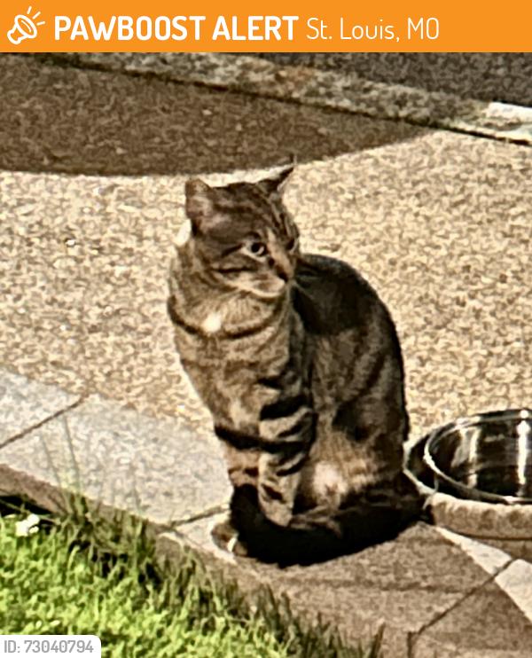 Found/Stray Unknown Cat last seen South STL city, Princeton Heights neighborhood, St. Louis, MO 63103