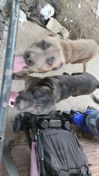 Found/Stray Male Dog last seen Division and cypress, Pueblo, CO 81004