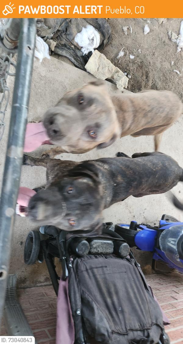 Found/Stray Male Dog last seen Division and cypress, Pueblo, CO 81004
