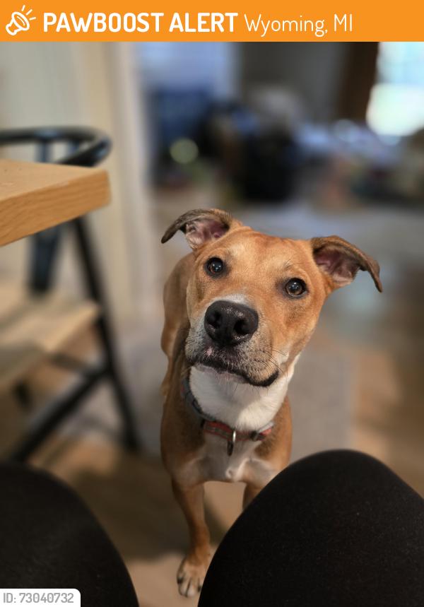 Found/Stray Male Dog last seen 44th and Burlingame, Wyoming, MI 49519