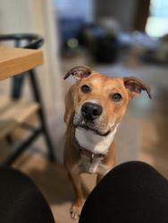 Found/Stray Male Dog last seen 44th and Burlingame, Wyoming, MI 49519