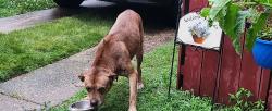 Found/Stray Male Dog last seen Pratt and Large, Philadelphia, PA 19124