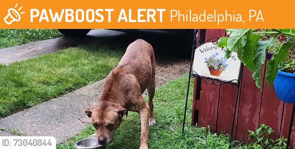 Found/Stray Male Dog last seen Pratt and Large, Philadelphia, PA 19124