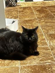 Lost Male Cat last seen White Lake Police/Fire Department, Elizabethtown, NC 28337