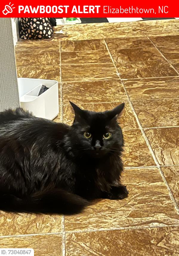 Lost Male Cat last seen White Lake Police/Fire Department, Elizabethtown, NC 28337