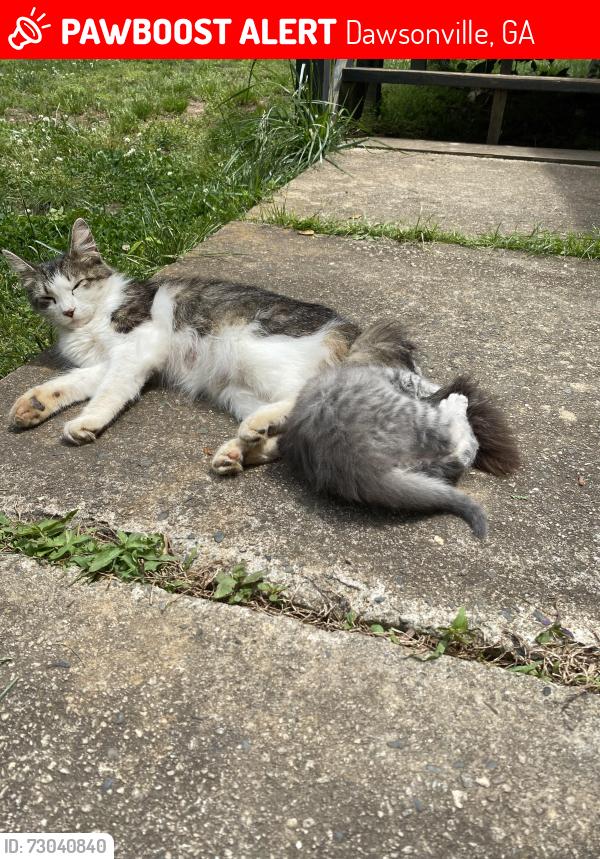 Lost Female Cat last seen Shade Tree Road & Hensley Park Lane, Dawsonville, GA 30534