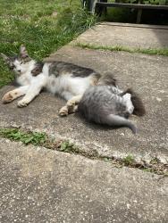 Lost Female Cat last seen Shade Tree Road & Hensley Park Lane, Dawsonville, GA 30534