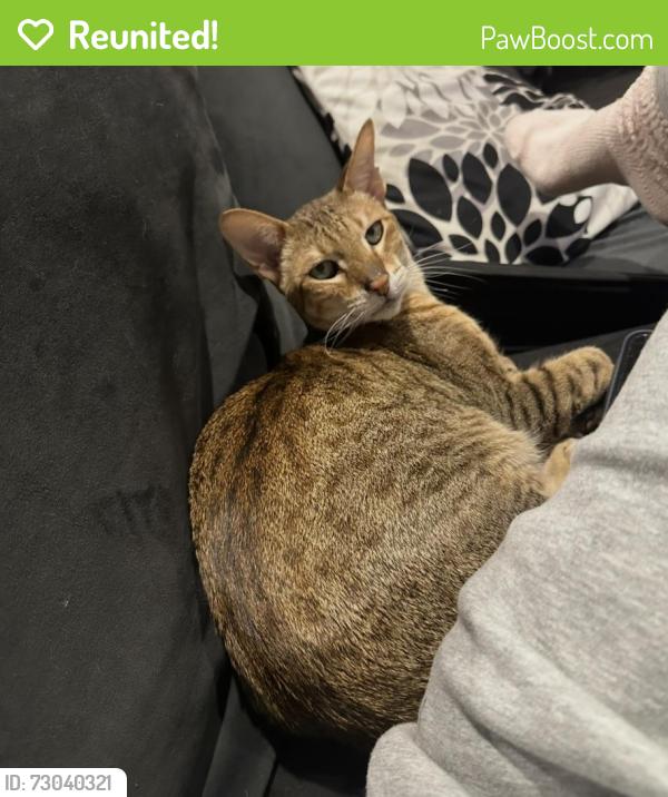 Reunited Male Cat last seen Chicory lane near Deerfield road , Riverwoods, IL 60015