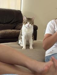Lost Male Cat last seen San Bernardino Ave & Poplar Ave, Fontana, CA 92335