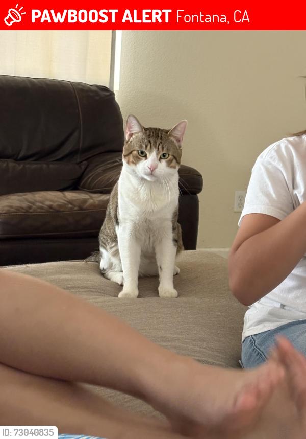 Lost Male Cat last seen San Bernardino Ave & Poplar Ave, Fontana, CA 92335