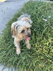 Reunited Male Dog last seen Violeta and Civic Center, Hawaiian Gardens, CA 90716
