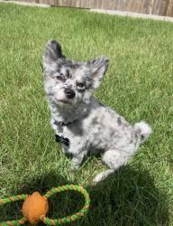 Lost Male Dog last seen Elmtree ests Drive- Highland Creek Village , Highland Creek Village, TX 77449