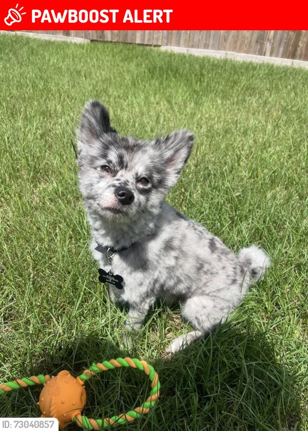 Lost Male Dog last seen Elmtree ests Drive- Highland Creek Village , Highland Creek Village, TX 77449