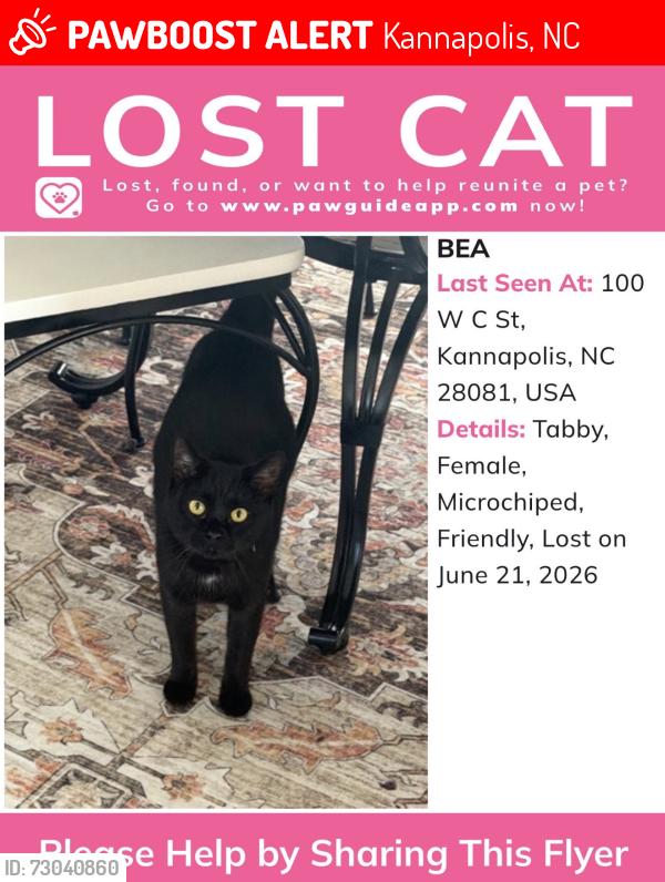 Lost Female Cat last seen West C St, Kannapolis, NC 28081
