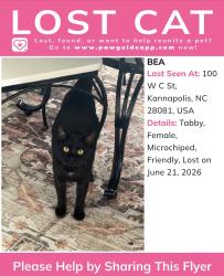 Lost Female Cat last seen West C St, Kannapolis, NC 28081
