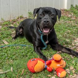 Shelter Stray Male Dog last seen , 30034, GA, 3280 Chamblee Dunwoody Rd, Chamblee, GA 30341, USA