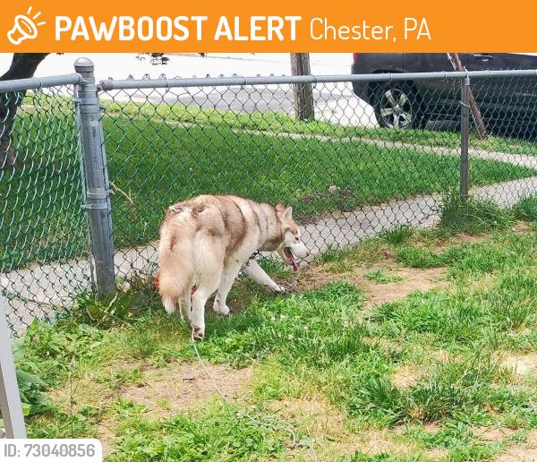 Found/Stray Female Dog last seen Upland Diner , Chester, PA 19013