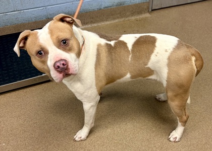Shelter Stray Male Dog last seen Near Aquamist Drive, 30034, GA, 3280 Chamblee Dunwoody Rd, Chamblee, GA 30341, USA