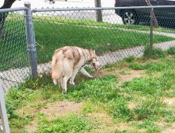 Found/Stray Female Dog last seen Upland Diner , Chester, PA 19013