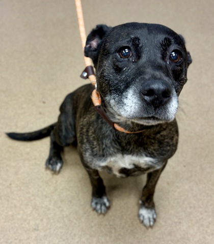 Shelter Stray Female Dog last seen Near Manassas Ln, 30034, GA, 3280 Chamblee Dunwoody Rd, Chamblee, GA 30341, USA