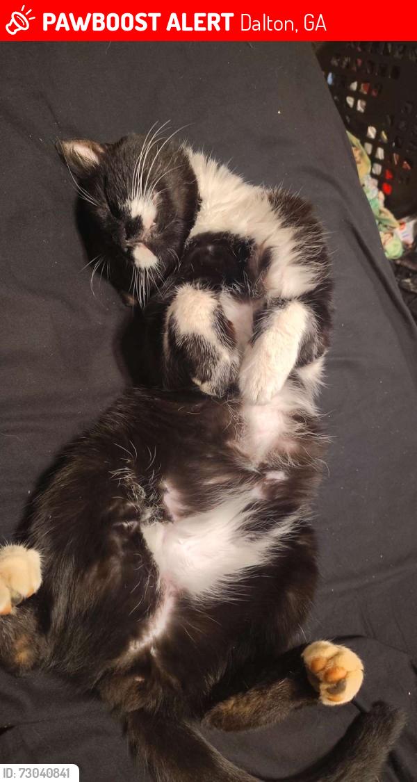 Lost Male Cat last seen Whitfield Memorial Gardens, Dalton, GA 30720