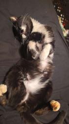 Lost Male Cat last seen Whitfield Memorial Gardens, Dalton, GA 30720