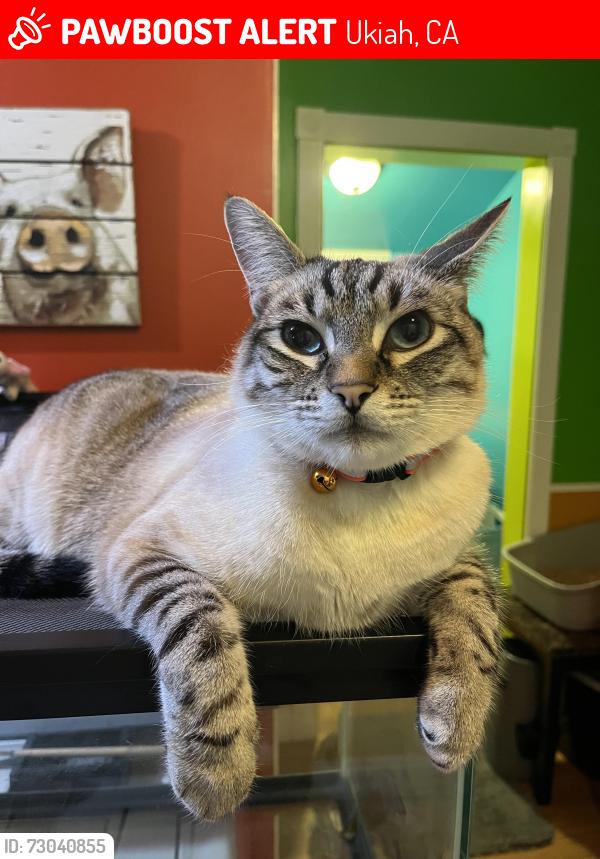 Lost Male Cat last seen Low Gap x Pine, Ukiah, CA 95482