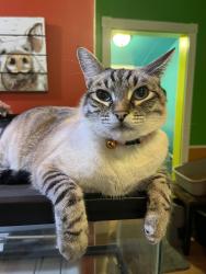Lost Male Cat last seen Low Gap x Pine, Ukiah, CA 95482