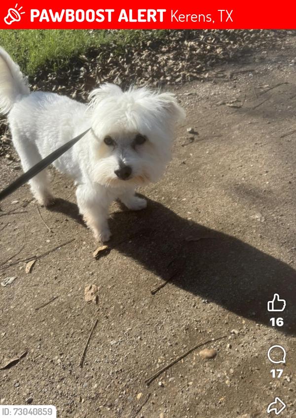 Lost Male Dog last seen 5th, Kerens, TX 75144