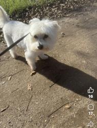 Lost Male Dog last seen 5th, Kerens, TX 75144