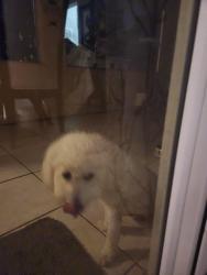 Reunited Male Dog last seen 45th and Thomas, Hollywood, FL 33021