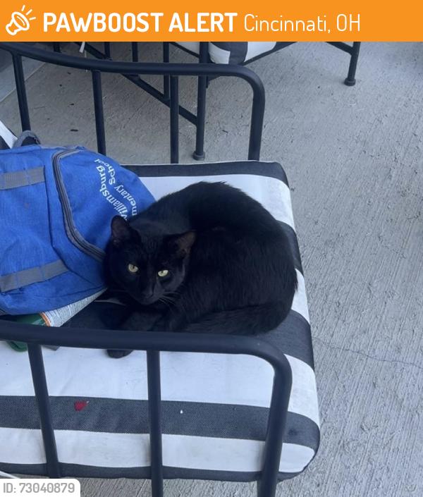 Found/Stray Male Cat last seen Echelon and Gentry East apmts , Cincinnati, OH 45245